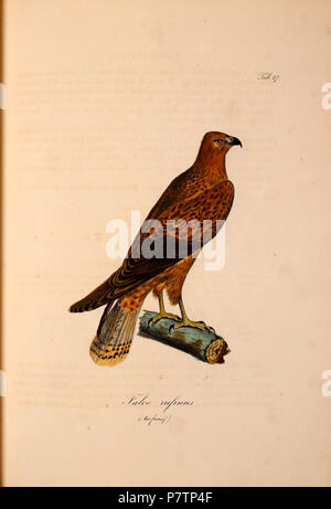 57 Buteo Rufinus, 1829 Atlas zu der Reise im nördlichen Afrika pl 27. Stockfoto