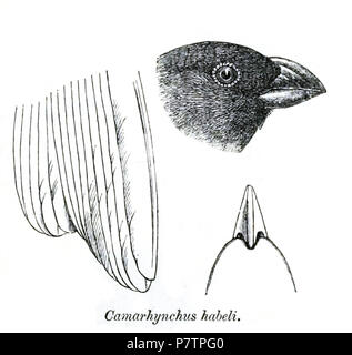 Camarhynchus habeli=Camarhynchus psittacula habeli S. L. Sclater & Salvin, 1870 Englisch: Großer Baum - Finch; Leiter von lateral, Bill von dorsal,- Tipps von ventral. 1870 (veröffentlicht 1871) 59 CamarhynchusHabeliPZSL 1870 Stockfoto