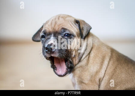 Bulldog-Welpen-Gähnen Stockfoto