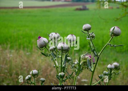 Lila Distel wächst wild an der Seite eines Feldes in Ungarn Stockfoto