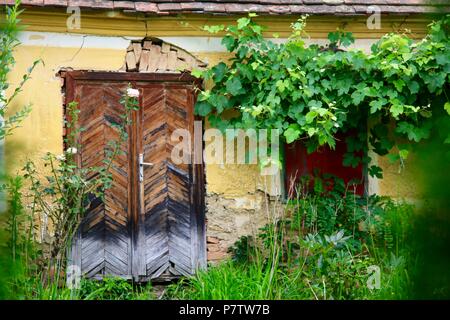 Bauerngarten mit Rebsorten überragt die Fenster. Stockfoto