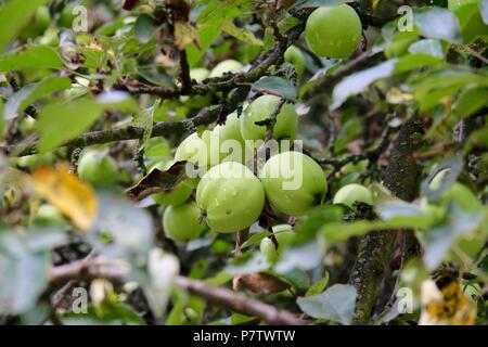 Wilder Apfelbaum mit Äpfeln nach dem Regen, Regen fällt, in der Forstwirtschaft in Ungarn wächst Stockfoto