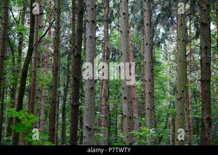Einen immergrünen Pinienwald in Ungarn während der Sommerzeit Stockfoto