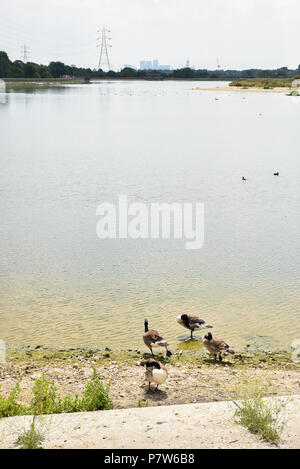 Walthamstow Feuchtgebiete, London, UK. 8. Juli 2018. Warm und sonnig am Walthamstow Feuchtgebiete Stauseen. Quelle: Matthew Chattle/Alamy leben Nachrichten Stockfoto