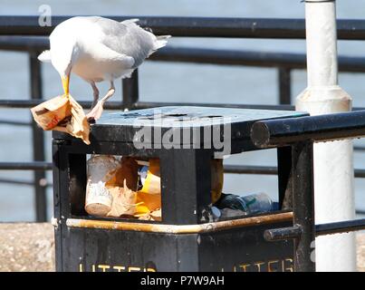 Wirral, Großbritannien. Vom 8. Juli 2018. Eine Möwe scavarges für Lebensmittel während der Hitzewelle credit Ian Fairbrother/Alamy leben Nachrichten Stockfoto