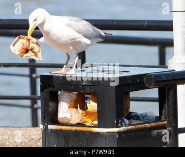 Wirral, Großbritannien. Vom 8. Juli 2018. Eine Möwe scavarges für Lebensmittel während der Hitzewelle credit Ian Fairbrother/Alamy leben Nachrichten Stockfoto