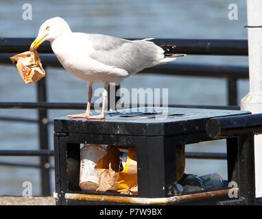 Wirral, Großbritannien. Vom 8. Juli 2018. Eine Möwe scavarges für Lebensmittel während der Hitzewelle credit Ian Fairbrother/Alamy leben Nachrichten Stockfoto