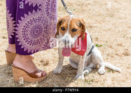 Cheshire, Großbritannien. 08. Juli 2018 Stockton Heide Festival in Cheshire, England, UK, hielt ihren Elften fete Veranstaltungen auf dem Feld, wo Hunderte von Menschen trotzten der Hitzewelle und vergnügten sich Credit: John Hopkins/Alamy leben Nachrichten Stockfoto