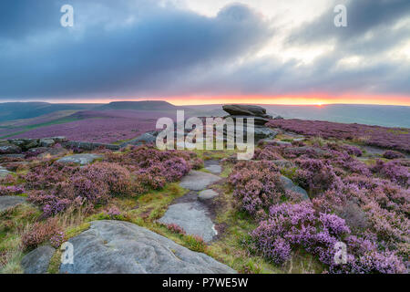 Moody Sommer Sonnenaufgang über Heather an über Owler Tor in der Derbyshire Peak District, mit dem hillfort Carl Wark in der Ferne Stockfoto