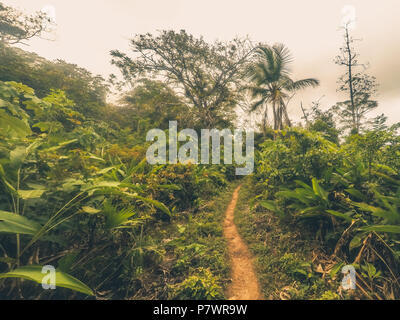 Wanderweg im Dschungel/dirt Trail im Wald landschaft Stockfoto