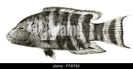Die Namen der Arten/Identität notwendig. Die ursprüngliche Platten zeigten die Fische nach rechts und hier gedreht wurden. Cheilinus fasciatus. 1878 89 Cheilinus fasciatus Mintern 84 Stockfoto