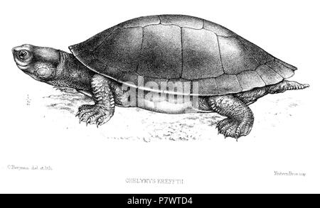 Chelymys krefftii=Emydura macquarii krefftii (Gray, 1871) Englisch: Murray River Schildkröte. 1872 (veröffentlicht 1873) 90 ChelymysKrefftiiBerjeau Stockfoto