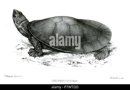 Chelymys victoriae Var. 1 = Emydura macquarii macquarii (Gray, 1830) Englisch: Murray River Schildkröte. 1872 (veröffentlicht 1873) 90 ChelymysVictoriaeBerjeau Stockfoto