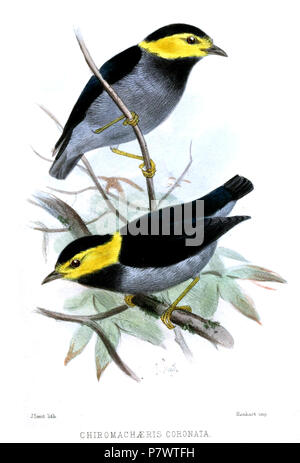 Chiromachaeris coronata = hybrid Manacus manacus (Linnaeus, 1766) × Pipra erythrocephala (Linnaeus, 1758) Englisch: Boucard des Manakin, erwachsene Männchen = Weiß - bärtigen Manakin × Golden-headed Manakin. 1879 (veröffentlicht 1880) 90 ChiromachaerisCoronataSmit Stockfoto