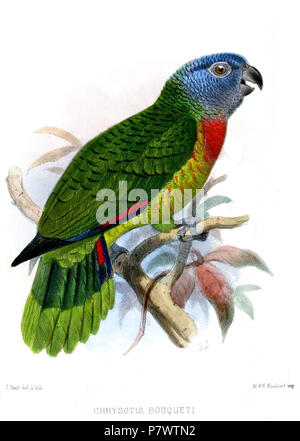 Chrysotis bouqueti (a.k.a. Amazona versicolor, die St. Lucia amazon, oder der St. Lucia Parrot). 1875 91 ChrysotisBouquetiSmit Stockfoto