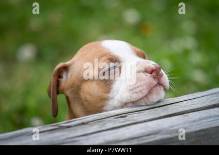 Bulldogge Welpen Stockfoto