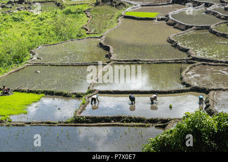 Pflanzen Reis schießt in mit Wasser gefüllte Reisfeldern, in der Nähe von Detsuoko, Ost Nusa Tenggara, Indonesien Stockfoto