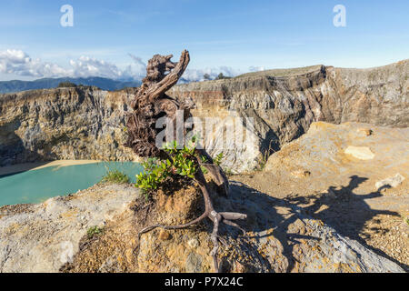 Tiwu Nuwa Muri Koo Fai Kratersee mit Baumstumpf, Kelimutu National Park, Insel Flores, Indonesien Stockfoto