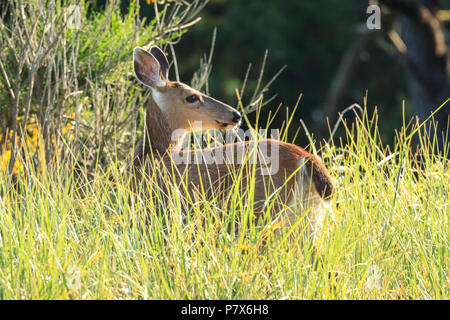 Ein weißer Schwanz Rehe, odocoileus virginianus, steht im hohen Gras im Nordwesten, Oregon. Stockfoto