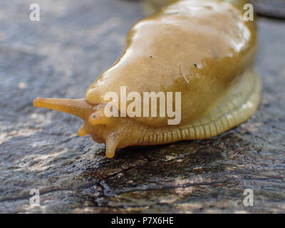 Eine Nahaufnahme von einem gelben Slug, limacus Flavus, auf einer nassen Baumstumpf in Warrenton, Oregon. Stockfoto