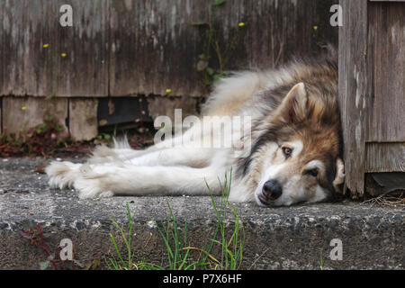 Ein Husky Hund legt auf den Beton durch ein Haus in Seaside, Oregon. Stockfoto