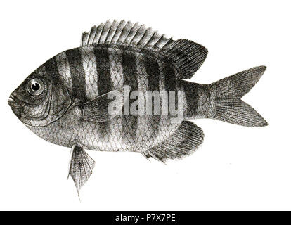 Die Namen der Arten/Identität notwendig. Die ursprüngliche Platten zeigten die Fische nach rechts und hier gedreht wurden. Glyphidodon bengalensis. 1878 173 Glyphidodon bengalensis Mintern 83 Stockfoto
