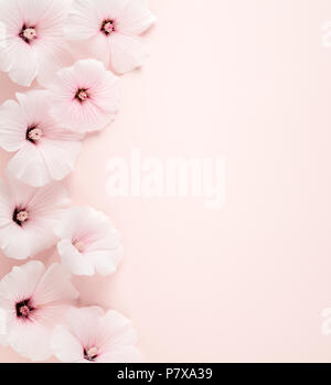 Althaea rosea Blumen auf rosa Hintergrund Stockfoto