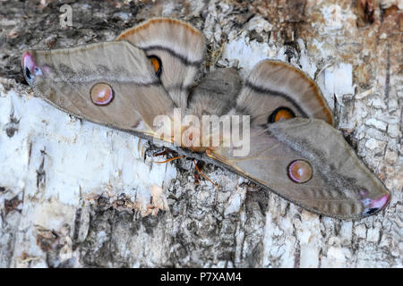 Kaiser Kaugummi Motten Opodiphthera Eukalypten, schöne große Motte aus dem Australischen Wälder. Stockfoto