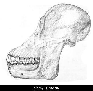 Schädel des Orang-utan, Pongo pygmaeus Morio ssp.. 1853 295 Orang-utan Schädels JASB 8. Stockfoto