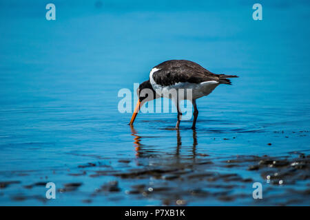 Nahaufnahme von austernfischer auf der Suche nach Essen bei Ebbe am Strand Stockfoto