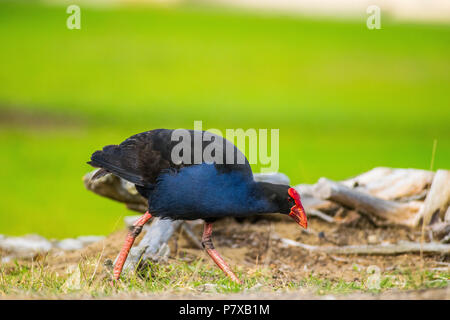 Pukeko auf Nahrungssuche im Gras Stockfoto