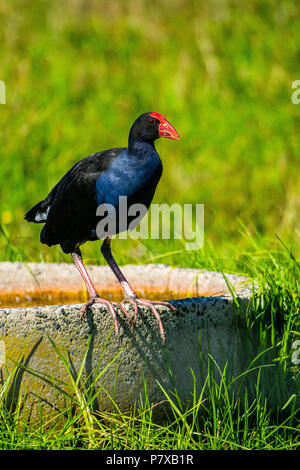 Pukeko Sitzung am Rande der Wasserstelle Stockfoto