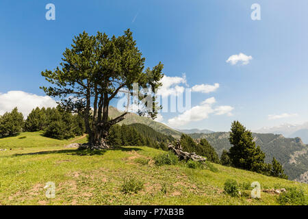 Landschaft mit Pinien auf dem Coll de la botella im Bereich Pal Arisal in Andorra Stockfoto