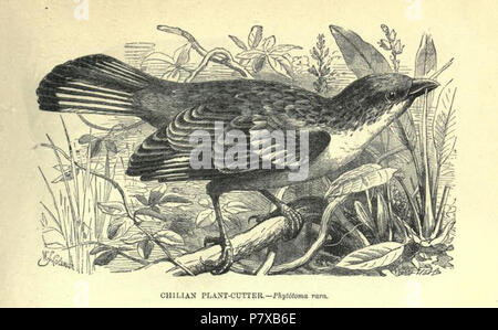 Englisch: RUFOUS-tailed Phytotoma plantcutter (Rara), Illustration, 1862. 29. November 2015 310 Phytotoma rara 1862 Stockfoto