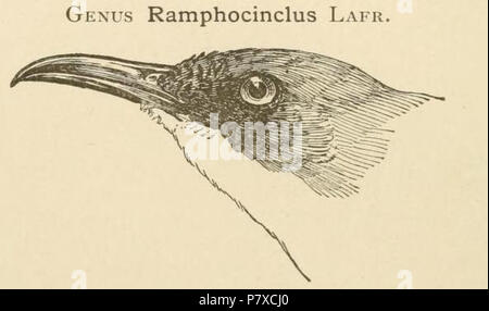 Englisch: Leiter der White-Breasted Thrasher Ramphocinclus brachyurus Polski: Gowa skrzeczka Ramphocinclus brachyurus. 24 Mai 2014, 19:06:29 333 Rhampocinclus - Kopf Stockfoto