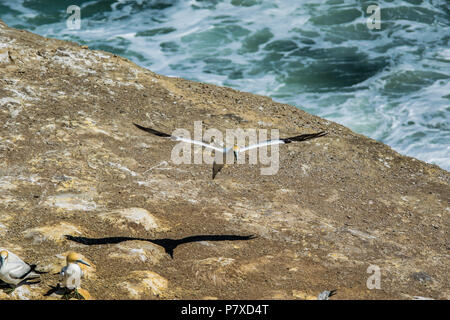 Gannett kommt an gannet Kolonie auf einer Neuseeländischen Halbinsel zu Land Stockfoto