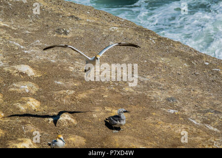 Gannett kommt an gannet Kolonie auf einer Neuseeländischen Halbinsel zu Land Stockfoto