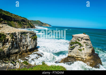 Weiten Blick auf gannet Kolonie auf der Halbinsel in Auckland, Neuseeland Stockfoto