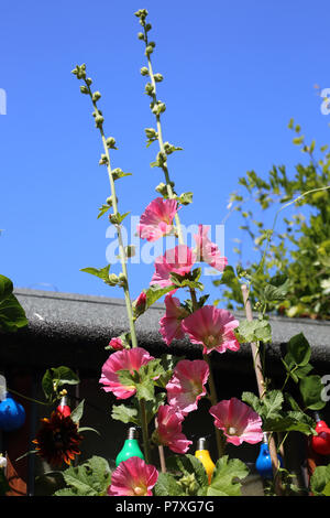 Stockrosen (Malvaceae), die in einem englischen Garten wächst an einem hellen Sommertag. Stockfoto