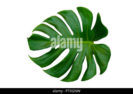Monstera Blätter Blätter mit Isolieren auf weißem Hintergrund bleibt auf Weiß Stockfoto