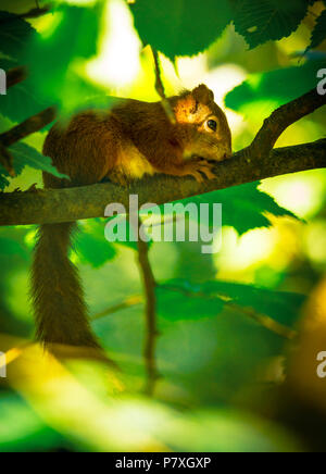 Welsh Eichhörnchen Stockfoto