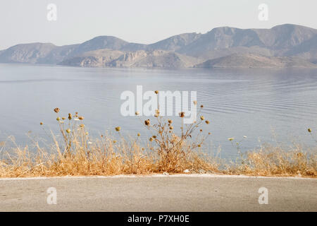 Am frühen Morgen Licht in Masouri, Kalymnos, Griechenland. Getrocknete Möhre und Gräser mit Blick auf das ruhige Meer, gebirgige Felsen in der Ferne. Stockfoto