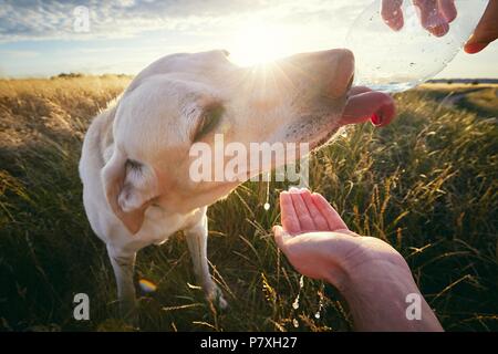 Durstigen Hund bei Sonnenuntergang im Sommer Natur. Gelbe Labrador Retriever Trinkwasser aus der Plastikflasche. Stockfoto