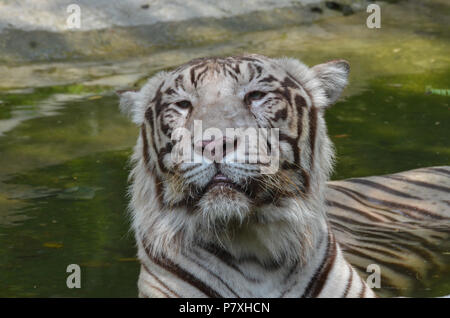 Weißer Tiger, New Delhi, Indien - 20. Juni 2018: Ein weißer Tiger (Panthera tigris) sitzen in einem kleinen Pool an National Zoological Park, New Delhi, In Stockfoto