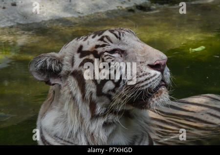 Weißer Tiger, New Delhi, Indien - 20. Juni 2018: Ein weißer Tiger (Panthera tigris) sitzen in einem kleinen Pool an National Zoological Park, New Delhi, In Stockfoto