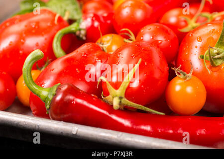 Sortiment von Cherry Tomaten und Paprika frisch gepflückt aus dem Garten Stockfoto