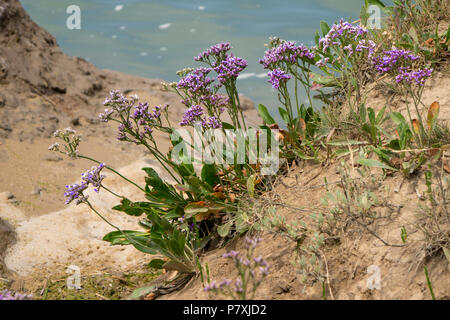 Gemeinsame See - Lavendel Stockfoto