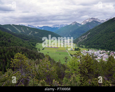 Tal mit gelben Sommer Blumen und die schneebedeckten Berge in der Nähe von Col d'Izoard in den französischen Alpen Stockfoto