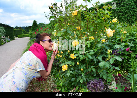 Reife weibliche Duftende Rosen in einem englischen Country Garden - Johannes Gollop Stockfoto