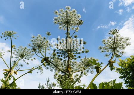 Heracleum Sosnowskyi auf blauen Himmel Hintergrund Stockfoto